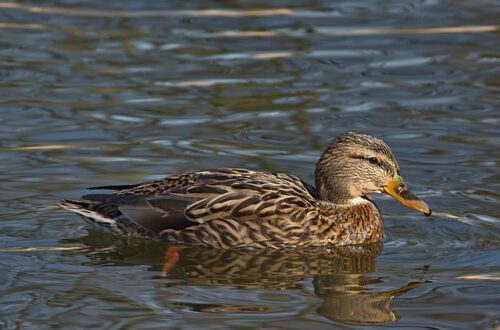 Krydsord for børn og voksne: Sådan tilpasser du sværhedsgraden