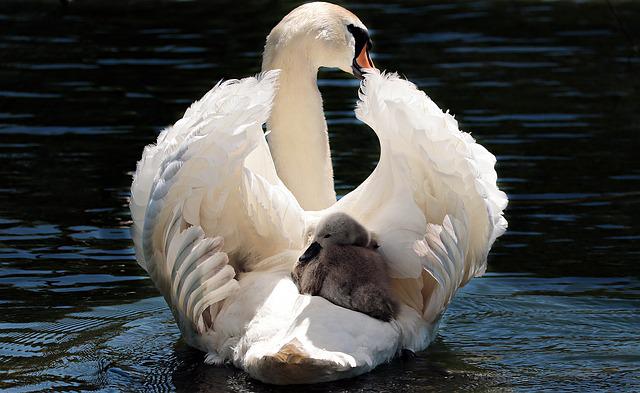 Den komplette guide til vægtede tæpper og hvordan de hjælper din baby med at sove bedre